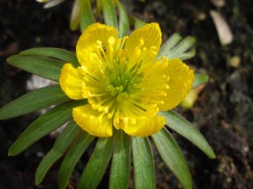 Eranthis hyemalis